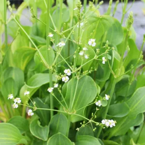 Alisma Parviflorum Aquatic Pond Plant - American Water Plantain