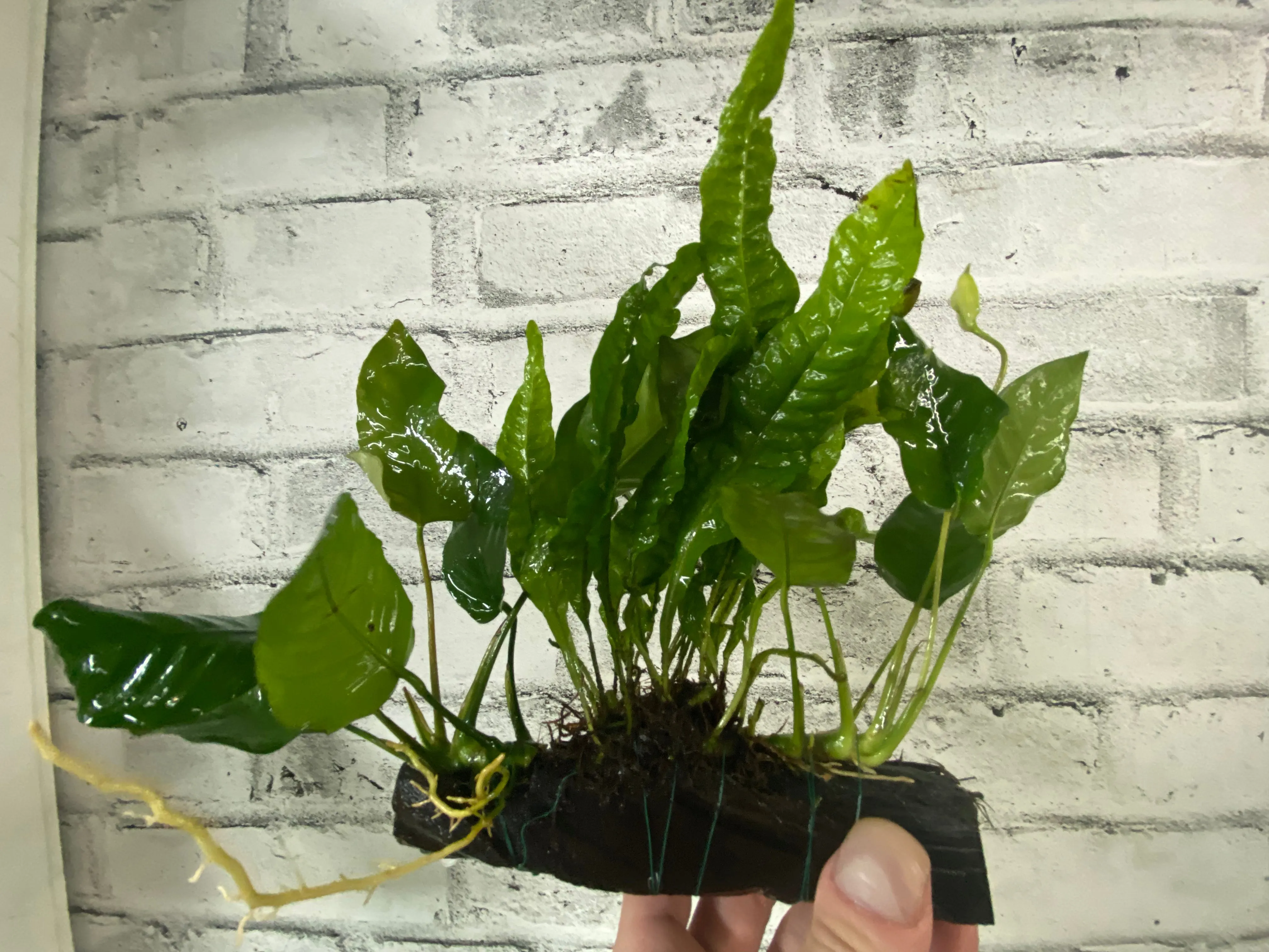 Anubias and Microsorum on Driftwood