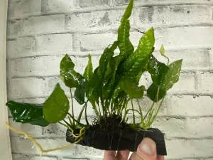 Anubias and Microsorum on Driftwood