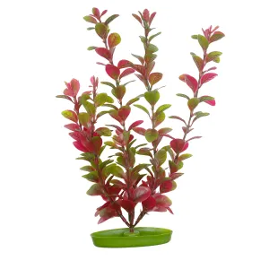 Aquascaper Red Ludwigia 5 inch