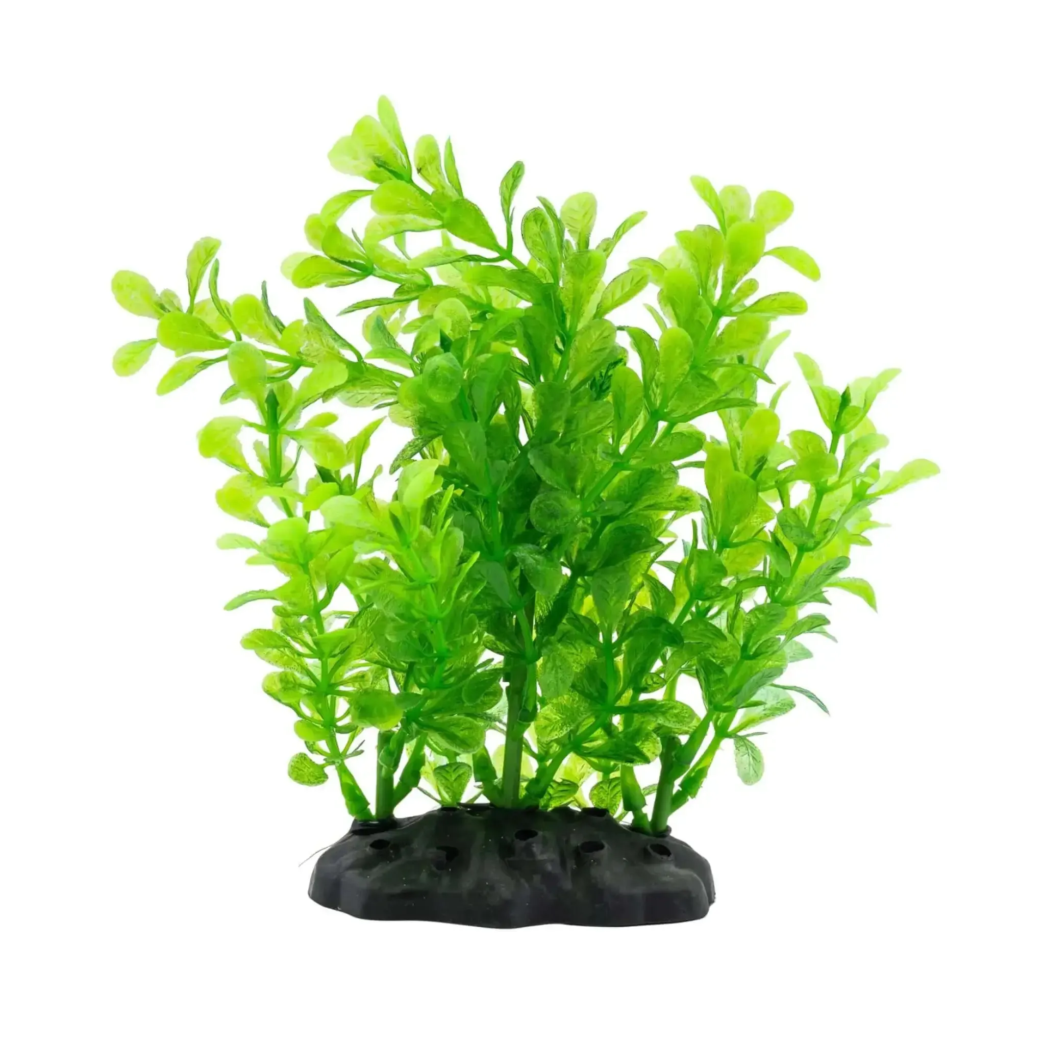 AquaSpectra Rotala Plant 15cm