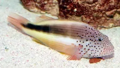 Freckled Hawkfish (Paracirrhites Forsteri) - Unique Colour Changes, 15cm Size, Streamlined Body