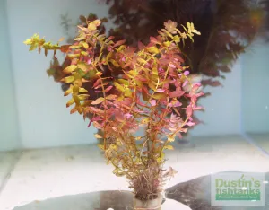 Rotala "Small Leaf" Macrandra BF24