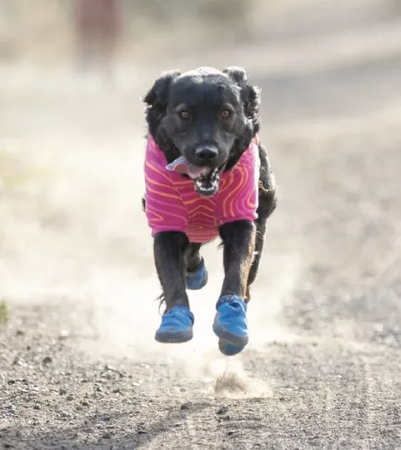 Ruffwear Hi & Light™ Trail Dog Shoes (Blue Pool)